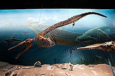 《宝可梦》直面会将于8月8日21点举行 时长35分钟